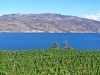 1024px-Okanagan_Greata_Vineyard