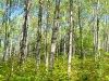 725px-Poplar_panorama